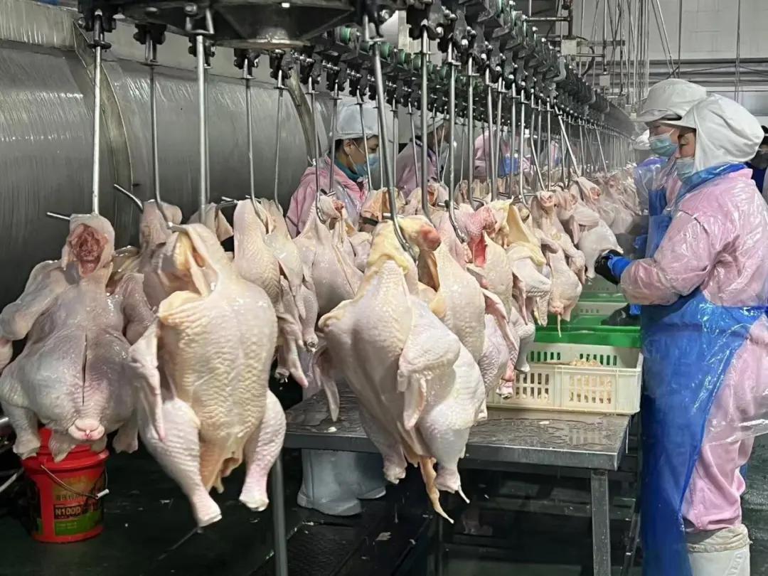黑龙江禾丰大森林食品有限公司被曝售卖大量病死鸡被侦办